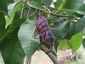 52 - Ankify Madagascar